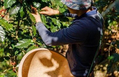 Why Every Coffee Harvest Tastes Different