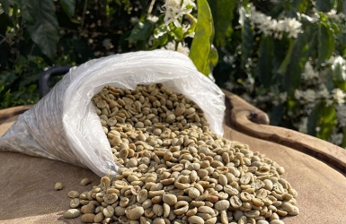 Why Moisture Content Matters in Green Coffee Beans
