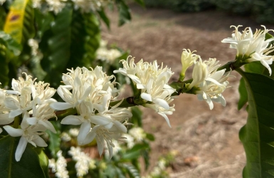 The Short but Beautiful Life of Coffee Blossoms