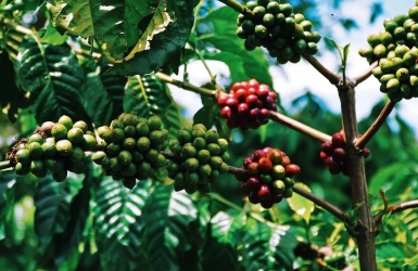 Cà phê Việt Nam vươn tầm thế giới