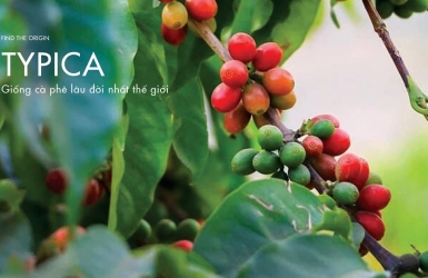 Typica – One of the World’s Oldest Coffee Varieties