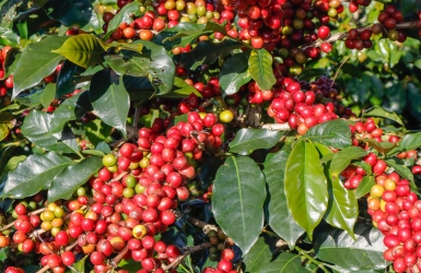 Why Does Coffee Taste Sweet? Understanding Natural Coffee Sweetness