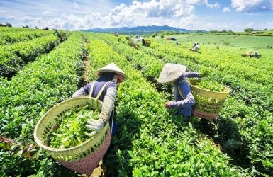 Why Do Farmers Harvest in the Early Morning?