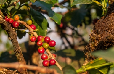 Coffee Cherries – The Fruit Behind Every Cup of Coffee