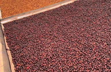 Coffee Processing Methods Explained: Washed vs. Natural vs. Honey