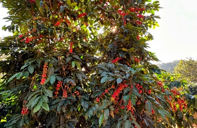 The Crown Jewel of Vietnam: Rare Moka Cau Dat Green Coffee