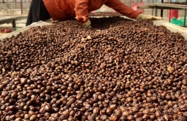 🌱🌾 The Coffee Harvest is Here: Secure Your Supply for the Best Deal 🌾🌱