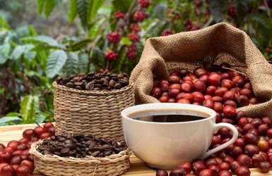 What Is Specialty Coffee? A Beginner’s Guide
