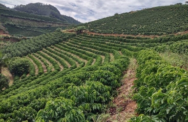 What Is Coffee Traceability? Why Knowing Where Your Coffee Comes From Matters