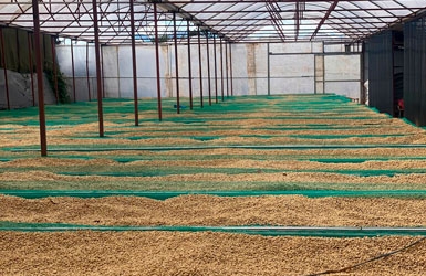 Vietnam Arabica Coffee Supplier: High-Grade & Direct Trade | Cau Dat Bean
