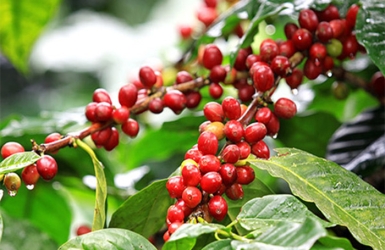 Mr. XUAN FARM - CAU DAT BEAN