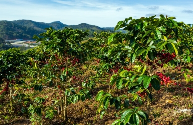 Red Basalt Soil – The Hidden Secret Behind Great Cau Dat Coffee