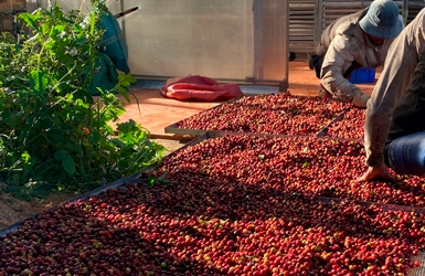 Vietnam High-Altitude Arabica: Premium Green Coffee Beans from Cau Dat (1,650m)