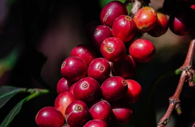 What Is Inside a Coffee Cherry? A Guide to Coffee Bean Anatomy
