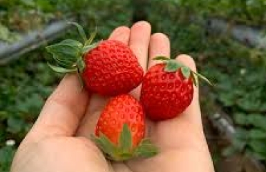Da Lat Strawberries – Fresh, Sweet, and Full of Flavor 🍓