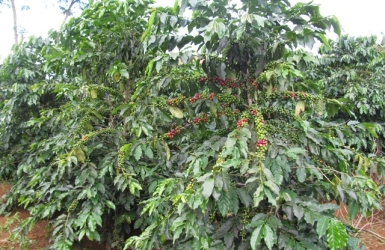 CANH TÁC CÂY CF COIN 1