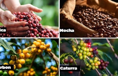 Coffee Varieties Explained: Typica, Bourbon, Caturra & Catimor