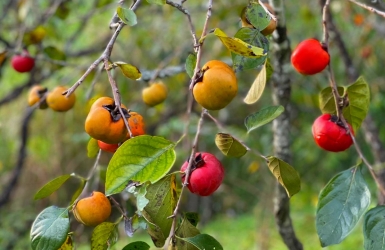 Why Persimmons Thrive in the Highlands of Da Lat