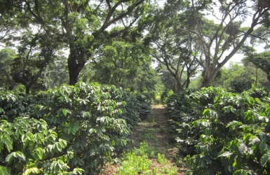 Why Shade Matters in Coffee Farming