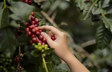 The best Vietnamese Coffee: Cầu Đất Bean Specialty Arabica from Đà Lạt