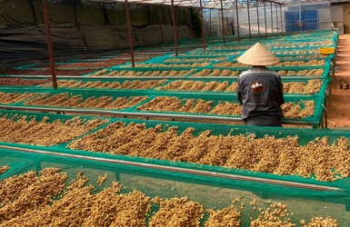 Sourcing Premium Vietnam Arabica: High-Quality Green Coffee Beans from Cau Dat