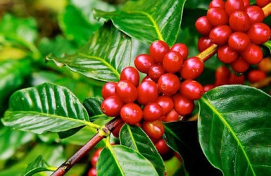 Why Are Some Coffee Cherries Sweeter Than Others?