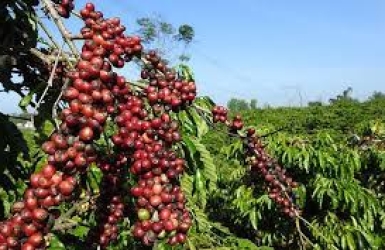 Giá cà phê, tin thị trường cà phê cập nhật liên tục