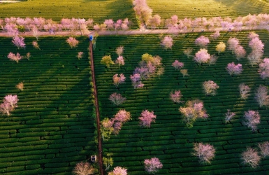 Cau Dat Bean Flower Tea – The Essence of Highlands in Every Cup