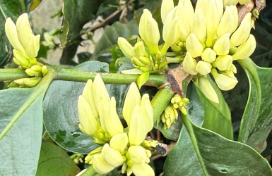 🌿 Favorable Weather Brings Promising Coffee Season in Cau Dat Highlands