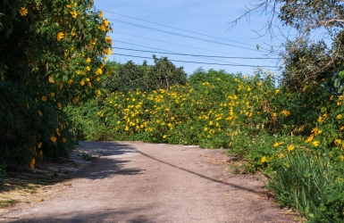 Why Wildflowers Make Da Lat Beautiful Beyond the Flower Gardens