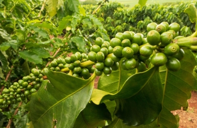 What Happens When Coffee Is Roasted?
