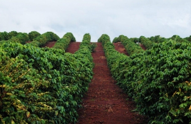 What Is Coffee Terroir? How Place Shapes Coffee Flavor