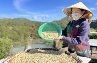 Why Coffee Sorting Matters | Green Coffee Quality Guide