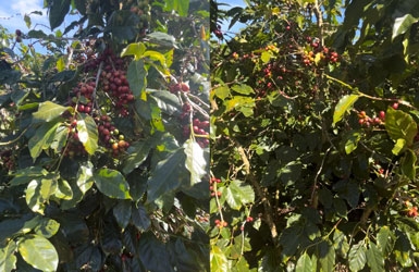 High-Quality Cau Dat Arabica Coffee Wholesale – Strategic Partner for Chains & Export