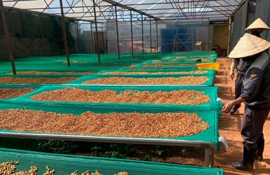 Cau Dat Arabica Green Coffee Beans – The "Raw Gem" from the Great Highlands