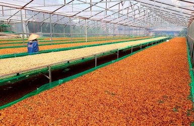 Discover the Heirloom Typica: Premium Vietnam Green Coffee Wholesale from Cau Dat