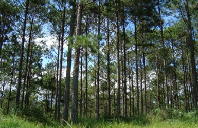 Why Pine Forests Are an Icon of Da Lat