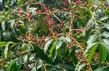Wholesale Vietnam Typica Coffee: Rare Heirloom Arabica from Cau Dat
