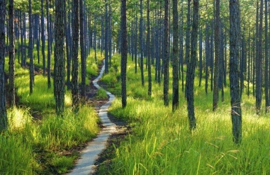 The Hidden Role of Pine Forests in Da Lat