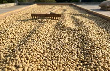 What Is Coffee Parchment? From Coffee Cherry to Green Bean