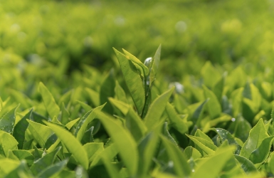 Why Do Tea Leaves Grow More Slowly in the Highlands?