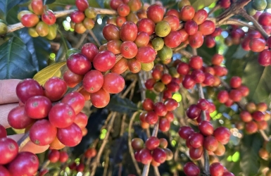 Why Cau Dat Coffee is So Special