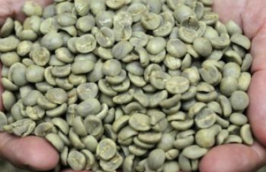 Cau Dat Arabica Green Coffee Beans: Premium High-Altitude Coffee from Vietnam