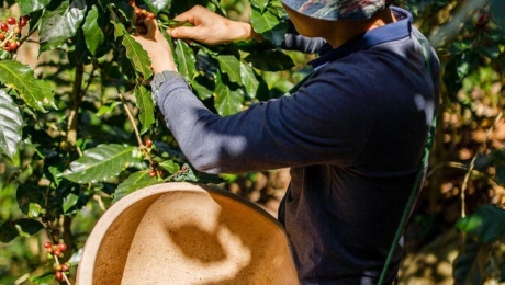 Why Every Coffee Harvest Tastes Different
