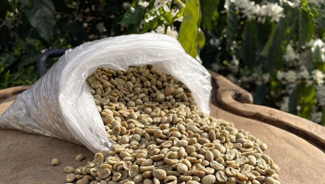 Why Moisture Content Matters in Green Coffee Beans