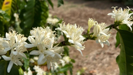 The Short but Beautiful Life of Coffee Blossoms