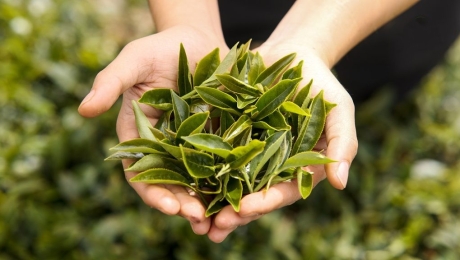 🍃 Green Tea Is More Than Just Bitterness