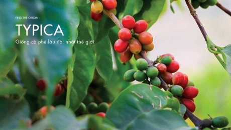 Typica – One of the World’s Oldest Coffee Varieties