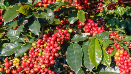 Why Does Coffee Taste Sweet? Understanding Natural Coffee Sweetness