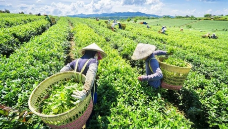 Why Do Farmers Harvest in the Early Morning?